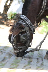 horse
