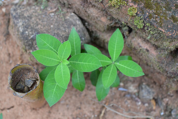 Fresh Green Leaves in Natural Light. Eco-Friendly Nature Background for Environmental Themes. Lush Green Foliage Closeup. Sustainable Plant Life and Clean Earth Concept Photography. Natural Green Leaf