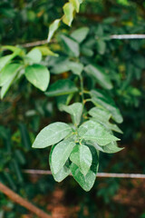 Fresh Green Leaves in Natural Light. Eco-Friendly Nature Background for Environmental Themes. Lush Green Foliage Closeup. Sustainable Plant Life and Clean Earth Concept Photography. Natural Green Leaf