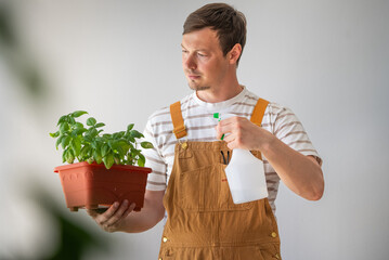 Gardener in brown overalls holding a pot filled with vibrant basil, spraying water to nurture the...
