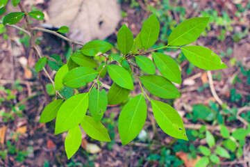 Fresh Green Leaves in Natural Light. Eco-Friendly Nature Background for Environmental Themes. Lush Green Foliage Closeup. Sustainable Plant Life and Clean Earth Concept Photography. Natural Green Leaf