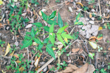 Fresh Green Leaves in Natural Light. Eco-Friendly Nature Background for Environmental Themes. Lush Green Foliage Closeup. Sustainable Plant Life and Clean Earth Concept Photography. Natural Green Leaf