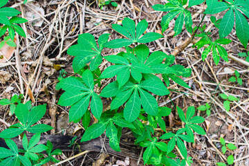 Fresh Green Leaves in Natural Light. Eco-Friendly Nature Background for Environmental Themes. Lush Green Foliage Closeup. Sustainable Plant Life and Clean Earth Concept Photography. Natural Green Leaf