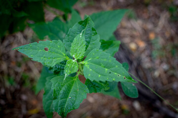 Fresh Green Leaves in Natural Light. Eco-Friendly Nature Background for Environmental Themes. Lush Green Foliage Closeup. Sustainable Plant Life and Clean Earth Concept Photography. Natural Green Leaf