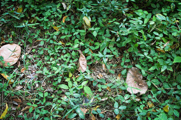 Fresh Green Leaves in Natural Light. Eco-Friendly Nature Background for Environmental Themes. Lush Green Foliage Closeup. Sustainable Plant Life and Clean Earth Concept Photography. Natural Green Leaf