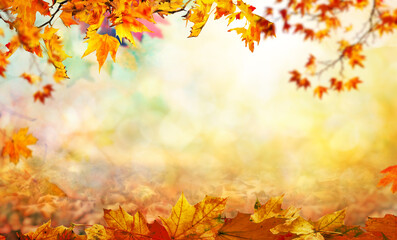 orange and red fall  leaves, autumn natural background
