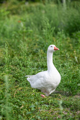 Oie Canard animaux