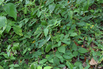 Fresh Green Leaves in Natural Light. Eco-Friendly Nature Background for Environmental Themes. Lush...