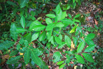 Fresh Green Leaves in Natural Light. Eco-Friendly Nature Background for Environmental Themes. Lush...