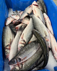 Fresh whole fish stacked in blue container.