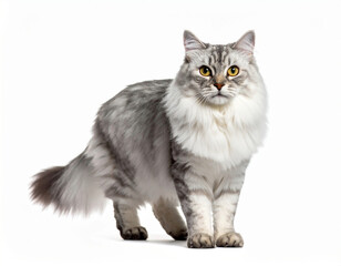Gray fluffy cat. The concept of pets.