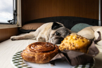 Pug Dog Looking at Sweet Pastries. Pet Nutrition and the Question of Dogs and Sugar