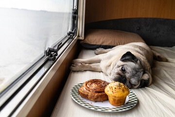 Pug Dog Looking at Sweet Pastries. Pet Nutrition and the Question of Dogs and Sugar