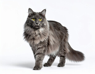 Gray fluffy cat. The concept of pets.