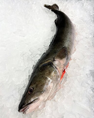 Whole dark fish displayed on crushed ice.