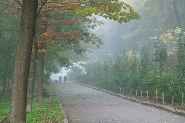 morning misty park alley walking way September atmospheric landscape autumnal environment