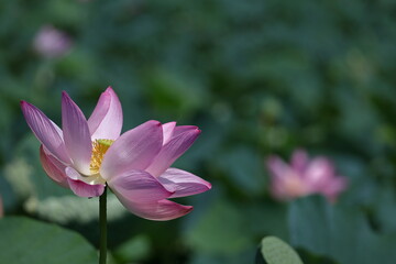 Obraz premium 神聖な花