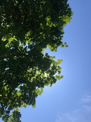 View of Blue Sky and Trees from a Picnic Blanket on a Breezy Summer Day

