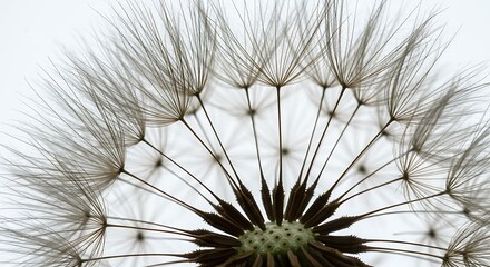 Whispers of Farewell: A Dandelion's Delicate Dance
