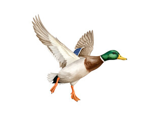 Fototapeta premium A vibrant male mallard duck with a green head and colorful feathers is isolated on a white background