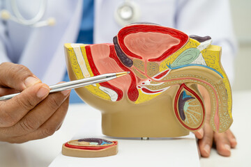 Male reproductive system, Asian doctor holding human anatomy model for study diagnosis and...