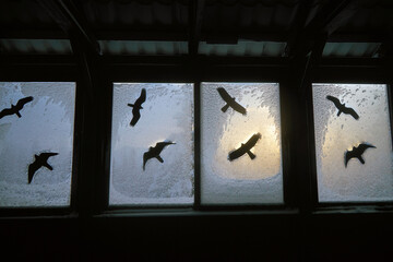 Flocks of birds are seen flying outside through frosted glass windows as the sun sets, creating a...