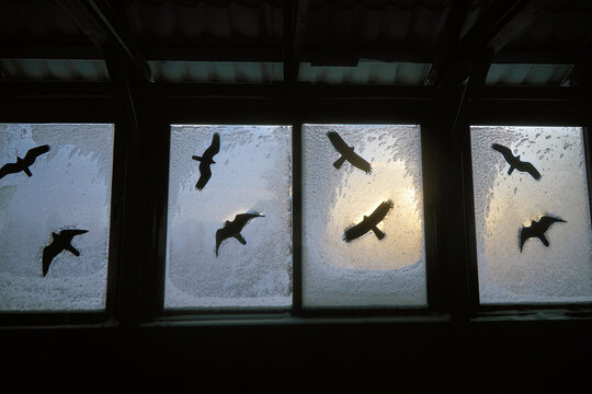 Fototapeta Flocks of birds are seen flying outside through frosted glass windows as the sun sets, creating a beautiful contrast of silhouettes against the shimmering glass