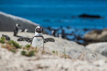 An African penguin (Spheniscus demersus) on the beach in Boulders Beach, Cape Town, South Africa