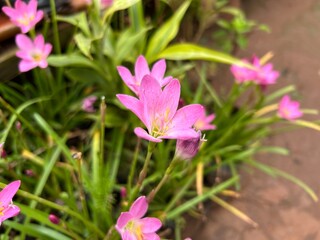 Fototapeta premium High-quality images of vibrant colorful flowers and decorative plants in full bloom – perfect for garden, balcony, or terrace décor. A visual treat of nature’s beauty and greenery
