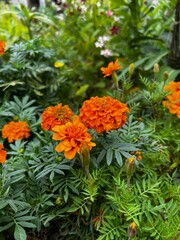 High-quality images of vibrant colorful flowers and decorative plants in full bloom – perfect for garden, balcony, or terrace décor. A visual treat of nature’s beauty and greenery