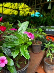 High-quality images of vibrant colorful flowers and decorative plants in full bloom – perfect for garden, balcony, or terrace décor. A visual treat of nature’s beauty and greenery