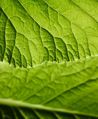 Beautiful green leaves macro background