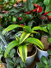 High-quality images of vibrant colorful flowers and decorative plants in full bloom – perfect for garden, balcony, or terrace décor. A visual treat of nature’s beauty and greenery