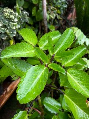 High-quality images of vibrant colorful flowers and decorative plants in full bloom – perfect for garden, balcony, or terrace décor. A visual treat of nature’s beauty and greenery