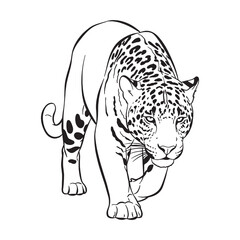 Spotted Jaguar Line Art – Jaguar Vector Outline Drawing with Strong Muscular Build – Jaguar Drawing – Vector of Jaguar – Jaguar Outline   © Jahangir