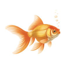  side view of golde fish isolated on a transparent white background.