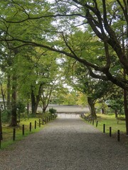 Obraz premium street between trees in the park 