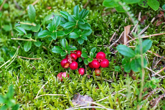 Cranberries on green moss in the forest, close-up