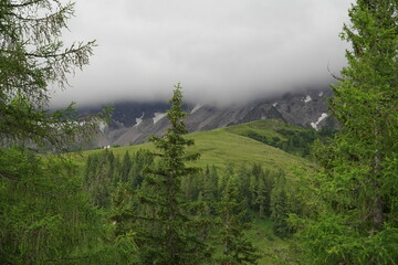 Scenic landscape, low hanging clouds between tall pine trees and behind alpine meadows. The dense fog obscures the view of the nearly 3000-meter-high rocky Dachstein massif in Austrian Alps, Europe.