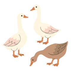 Flat illustration of three geese in different poses and colors. Minimal cartoon style with soft tones, ideal for childrens books, farm themes, educational materials, and seasonal designs. Vector