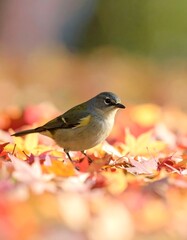 Small bird in autumn leaves