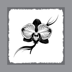 Stylized Orchid Blossom with Fine Lines