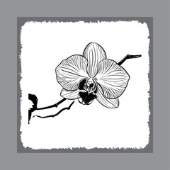Stylized Orchid Blossom with Fine Lines