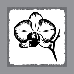Exotic Orchid Flower in Black and White Ink