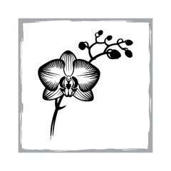 Exotic Orchid Flower in Black and White Ink