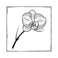 Botanical Orchid Bloom Vector Art