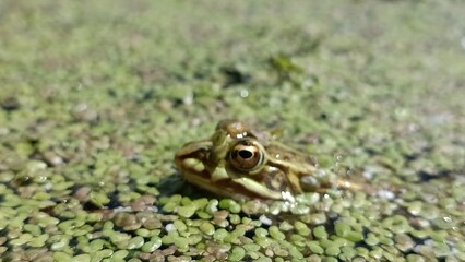 frog in the grass