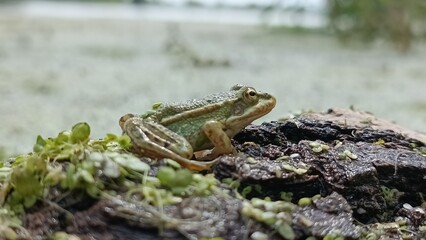 frog on the stone