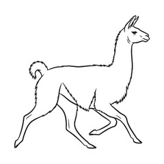 Sleek Llama Line Art – Llama Vector Illustration Modern Drawing with Balanced Body Lines – Llama Drawing – Line Art Drawing of Llama – Llama Icon

