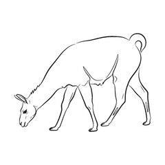 Classic Llama Line Art – Llama Vector Drawing with Simplified Wool Body – Llama Drawing – Vector of Llama – Llama Outline

